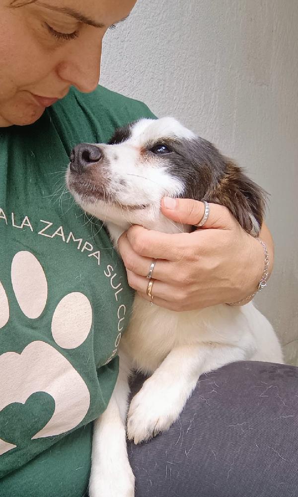ROBIN - cagnolino di 3 anni - taglia piccola Foto 2